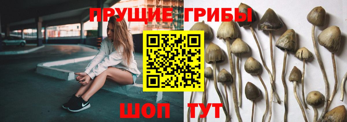 Стерлитамак  Псилоцибиновые грибы MAGIC MUSHROOMS  купить  цена  Вход с VPN 